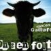 François Gaillard « Les voisins du quartier d’en face »