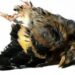 Et nous boufferons du Piaf jusqu’à la nausée…