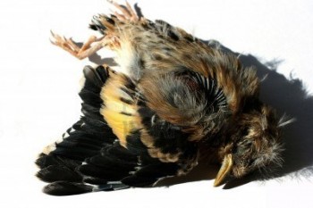 Et nous boufferons du Piaf jusqu’à la nausée…