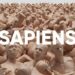 L&rsquo;or du Commun « Homo sapiens »
