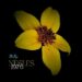Nesles « 1976 »